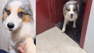 三色边牧向主人妩媚撒娇，抬头瞬间：仙人模式开启