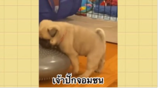 เพื่อนตัวน้อย สัตว์เลี้ยงแสนซน : เจ้าปั๊กจอมซน