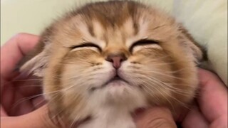 没有猫能拒绝“采耳”哈哈哈