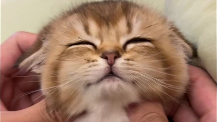 No cat can resist ear-picking, hahaha