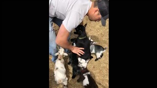 Di peternakan ini di Texas, AS, kalau kamu ambil satu domba, jangan tinggalkan yang lain! Lucu bange