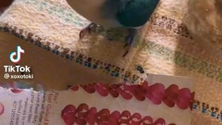 Bird ASMR🦜