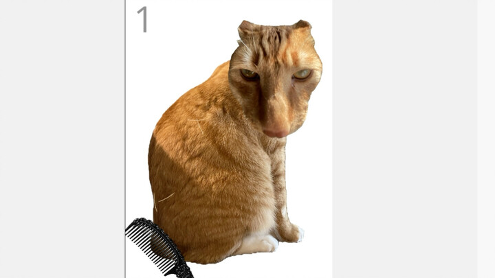 “You’ve startled the cat”