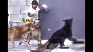 "Kau sudah bosan hidup, jangan sakiti tuanku"