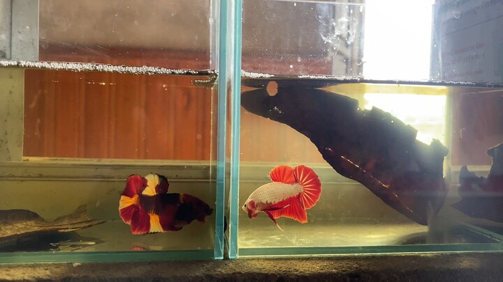 Ae lên ngắm cá thui nha