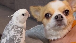 鹦鹉给狗狗唱歌~ 这么好听的歌声，怎么变催眠曲了？