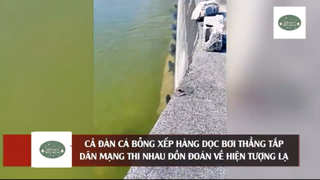 Người dân 'TRẦM TRỒ' khi thấy cảnh tượng đàn cá 'XẾP HÀNG' bơi thẳng tắp #doisongmoingay