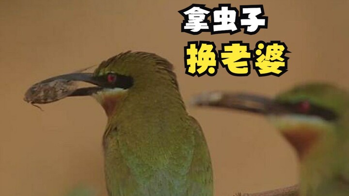 The Rufous-throated Bee-eater Awaiting Happiness to Descend