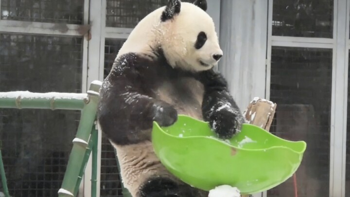 It even psych-ed itself up, letting out a sigh before slamming the bowl onto its head.