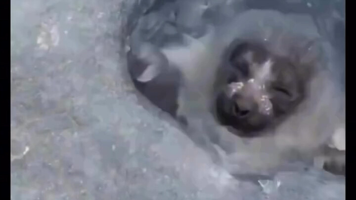 A seal is about to surface for a breath.