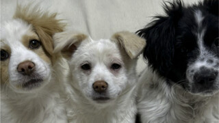 This 4-minute video records the growth stories of three stray dogs. During the journey, they all fel
