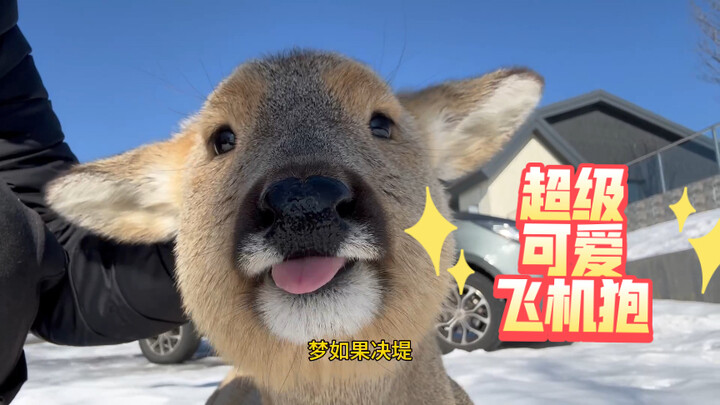 กวางน้อยน่ารักที่แค่ลูบก็กลายเป็นหูเครื่องบิน!