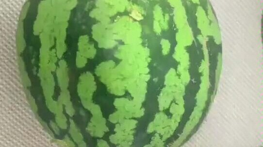 Do watermelons like this really exist in real life?