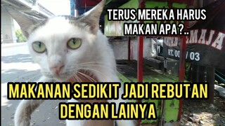 Buang Kucing Kok Di Pasar Pada Kelaparan Makanan Sedikit Jadi Rebutan Kucing Banyak..!