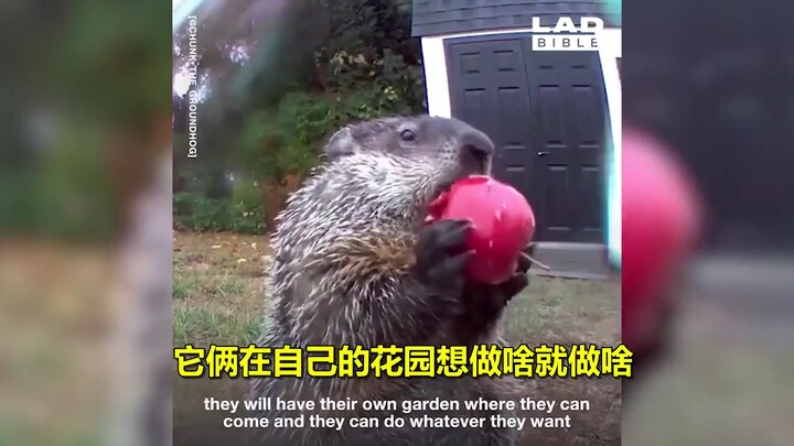 Groundhogs become famous for stealing food from vegetable gardens