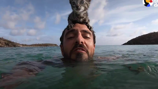 What's it like swimming on the beach with a cat?