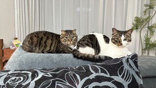 Apakah roti busuk itu akan berubah menjadi seorang anak?!??
