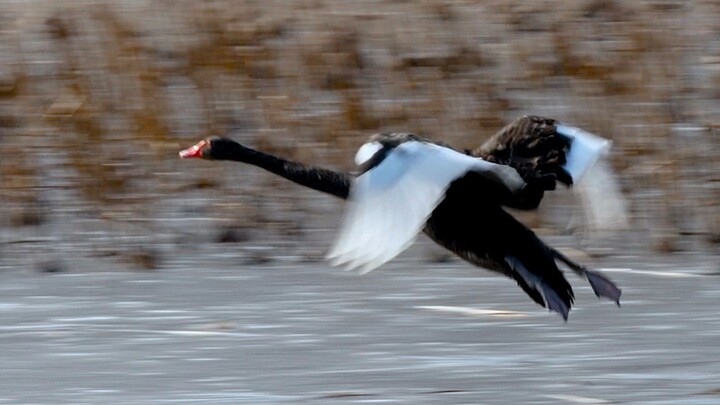 A black swan lands on the ice, its feet slamming on the brakes.