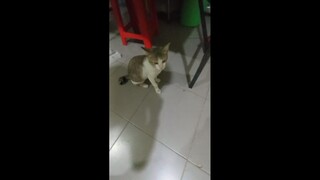 Recorder 08062025_194428 Mts