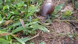 Kuhol