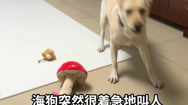 A very gossipy puppy raised to obsessively watch arguments downstairs