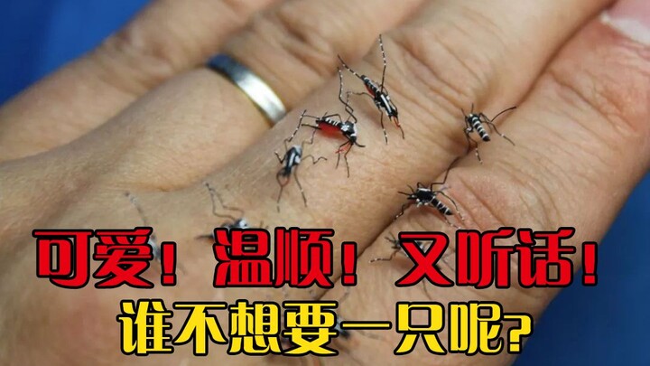[Pet Mosquito] I have to take my mosquito for a walk every day—how could anyone resist wanting one t