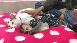 Mom Lullaby Mino monkey and the cat to sleep