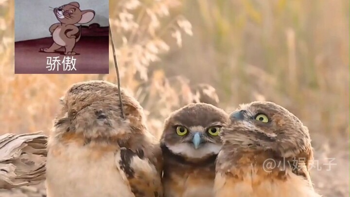 A little bird with an antenna on its back really looks like a communications soldier!