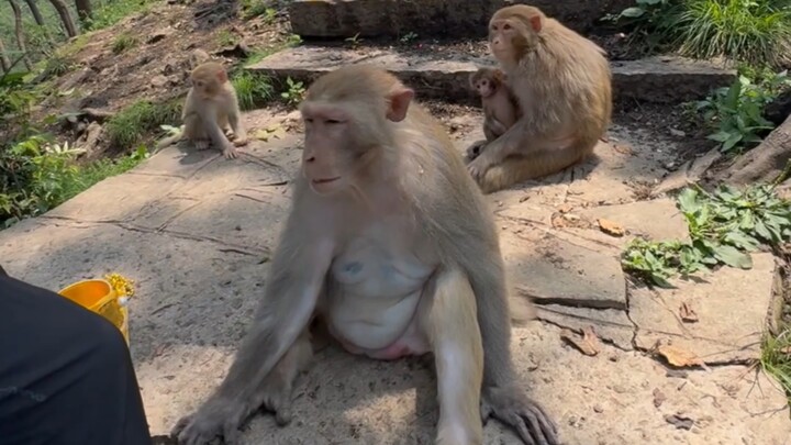 ต่อมา มันเดินทั่วทั้งภูเขา ก็ไม่เคยได้ดื่มรสชาติแบบนี้อีกเลย