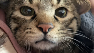 It was so cold that the kitten shivered and crawled into my clothes, whimpering and acting coquettis