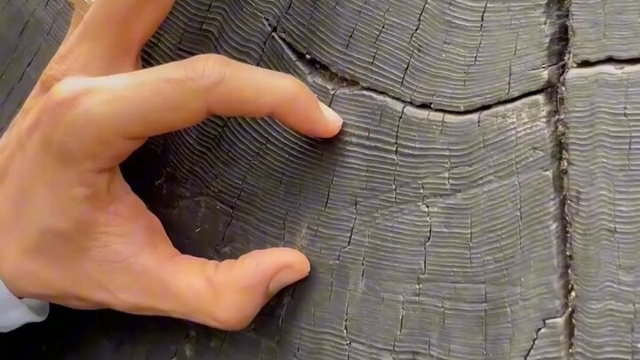 The length of life is only a few centimeters in the annual rings!