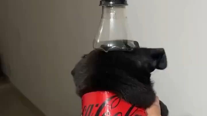 Adorable pug dressed as a Coca-Cola bottle