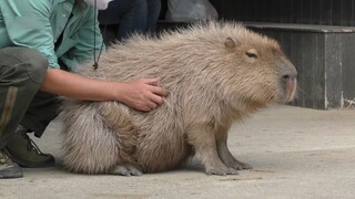 Anh ta kiên trì trong 20 giây và đánh bại 90% capybaras.