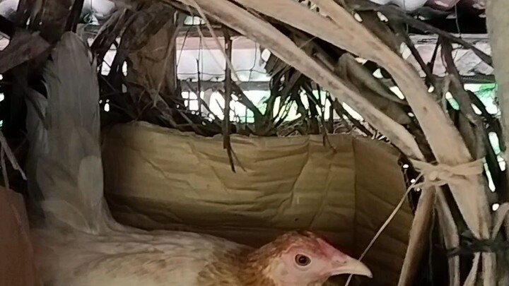 manok na nangingitlog!!!!