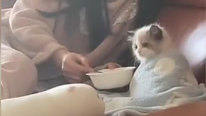 This… this is just too cute!