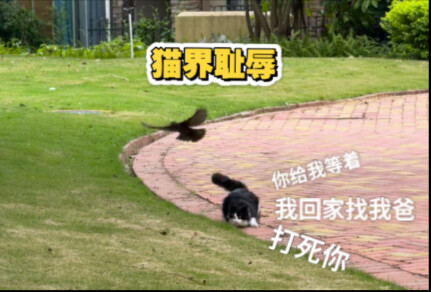 นกตัวนี้เจ๋งมากเลย