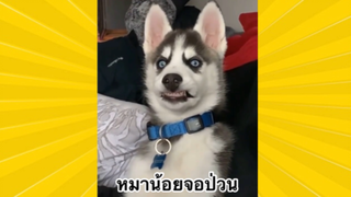 สัตว์เลี้ยงเพื่อนขนปุย : หมาน้อยจอมป่วน