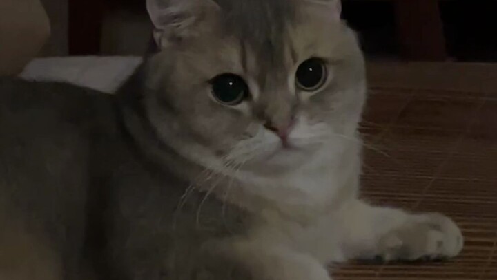 Don't cats feel full?