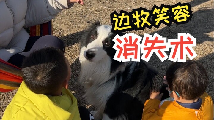 Menyesal baru tahu sekarang! Musuh bebuyutan Border Collie, aku benar‑benar berterima kasih