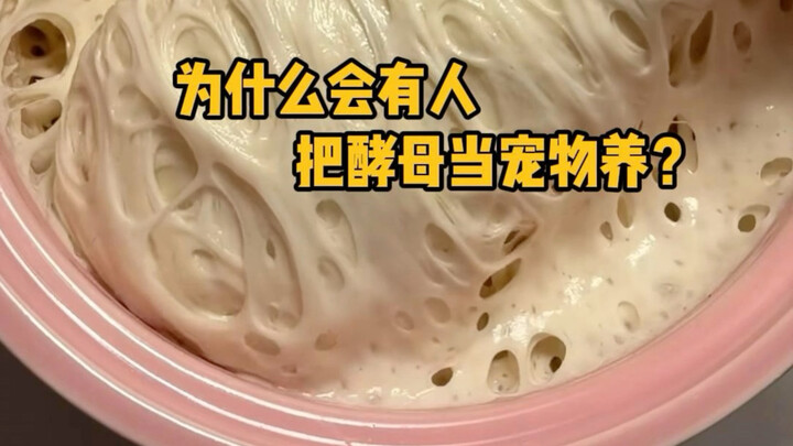 Tại sao lại có người nuôi men làm thú cưng?