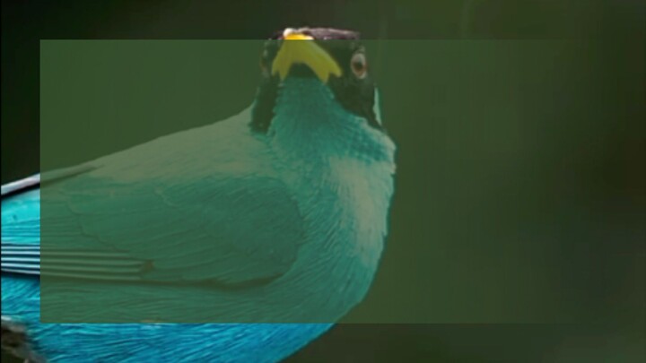 আল্লাহ এক নিদর্শন।