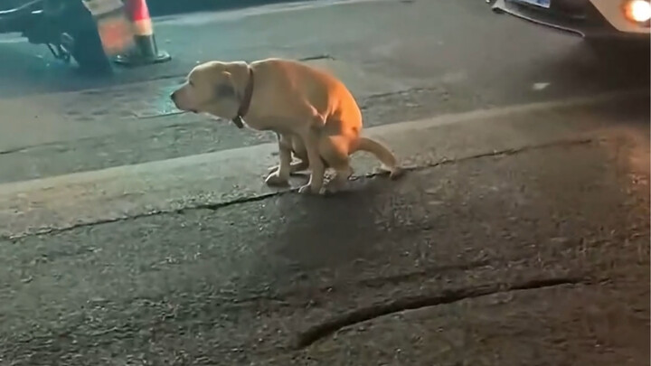 Ternyata anjing memang berpura-pura sibuk saat sedang malu.