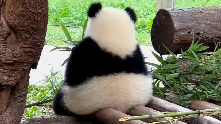 Netizen: As everyone knows, red pandas have no worries.