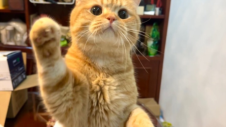 แมวน้อยขี้อ้อนก็แค่รบกวนก้าวแห่งความสำเร็จของฉันเท่านั้น!