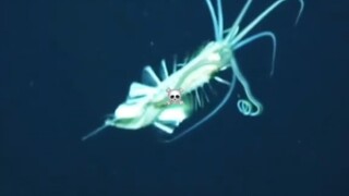What do deep-sea creatures look like?