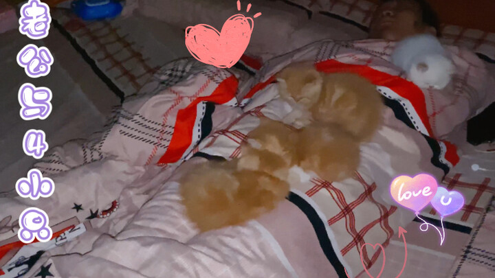 กลับบ้านดึก พอถึงบ้านก็เห็นน้องๆ ทั้งสี่ตัวนอนเรียงกันอยู่บนตัวพี่เฉวียน!