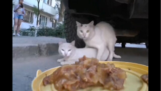 Memberi makan kucing liar dengan cara khusus di jalanan Rusia