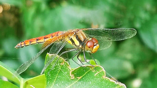 Catch Insects together! How long have you been away from nature?