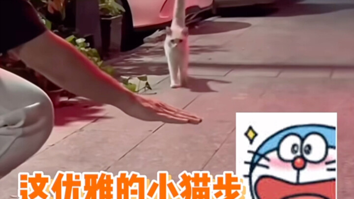 يا له من قط أنيق حقًا~