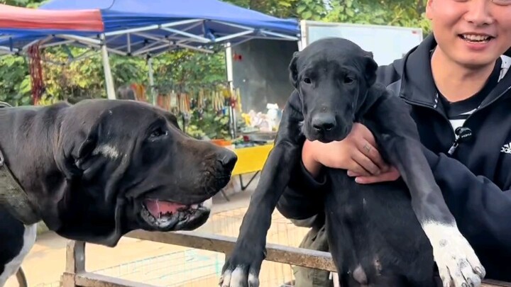 Lần đầu tiên nghe đến Kuda Dog
